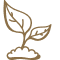 Plant-Derived Dyes